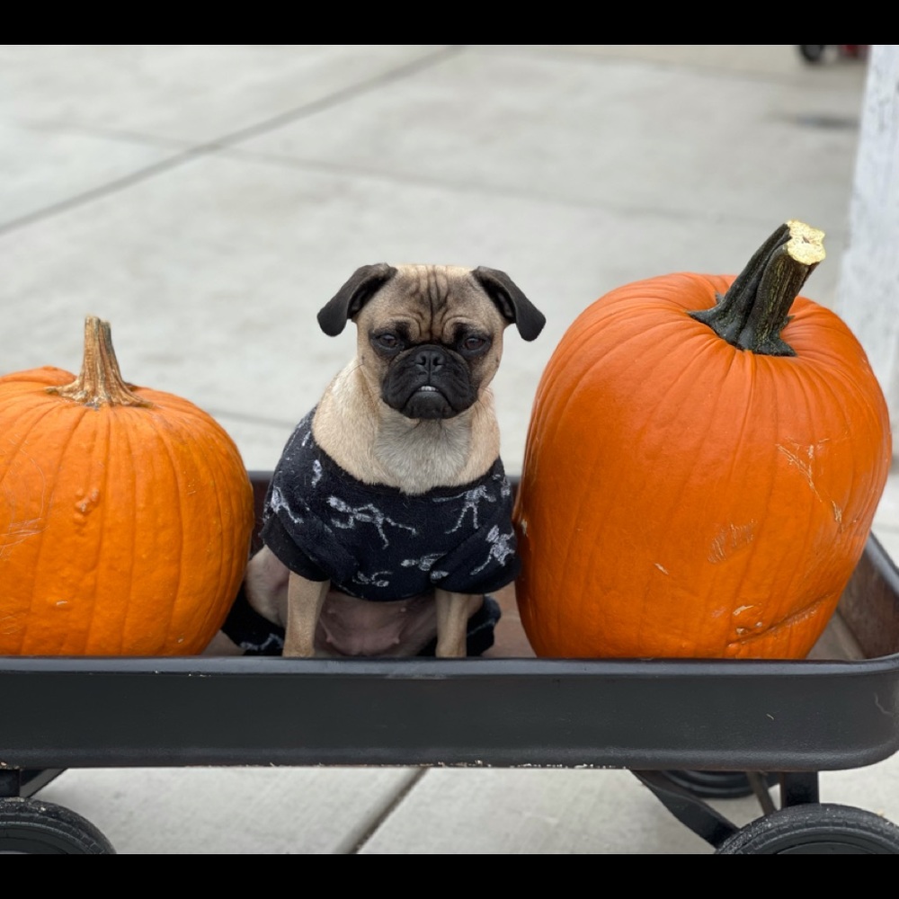 Meet your Posher, Ana